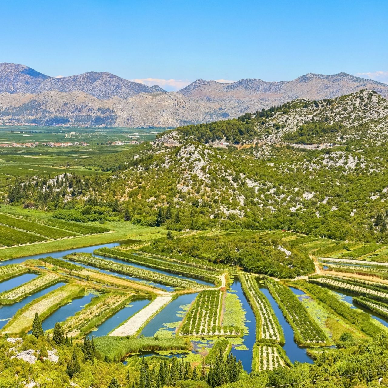 Berba mandarina – Delta Neretve