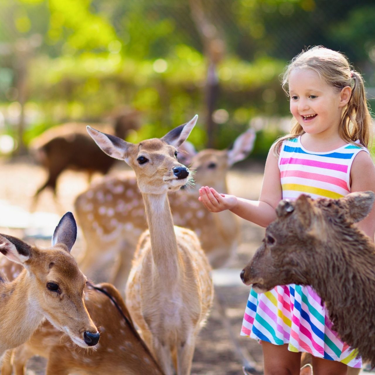 Idila u prirodi: Olimje i Jelenov greben