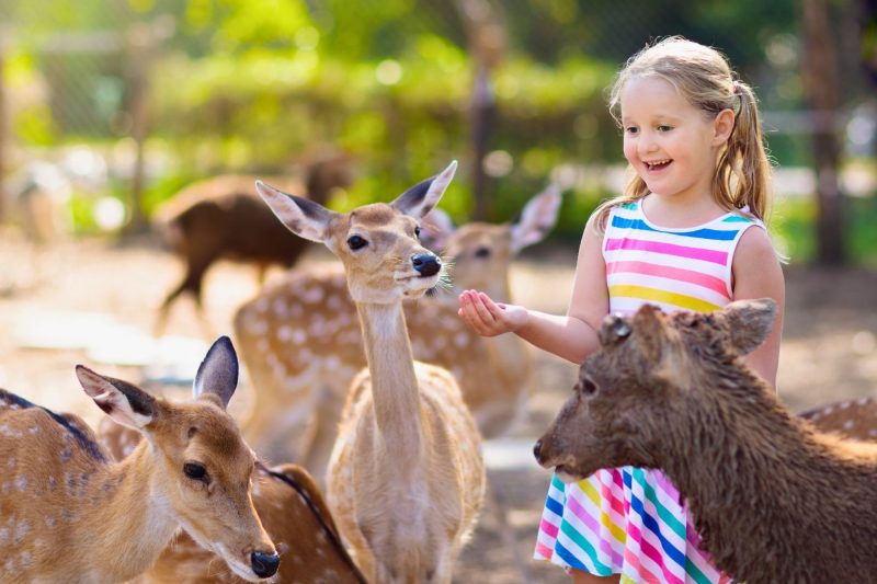 Idila u prirodi: Olimje i Jelenov greben