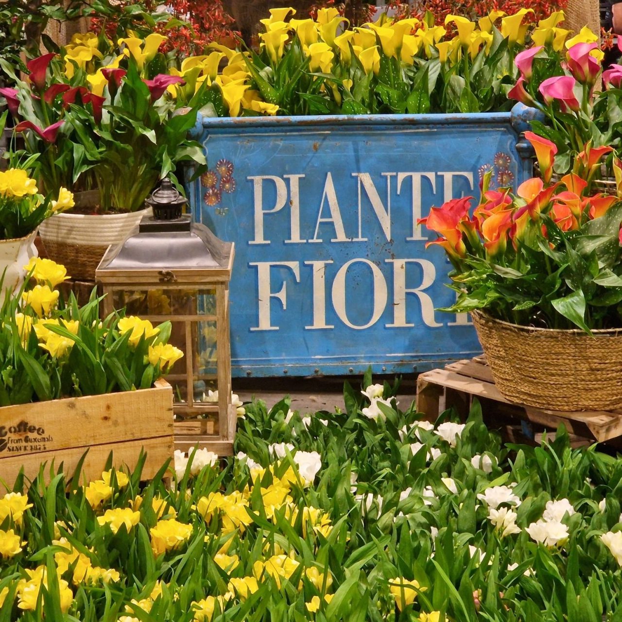 Rajska oaza cvijeća Ortogiardino