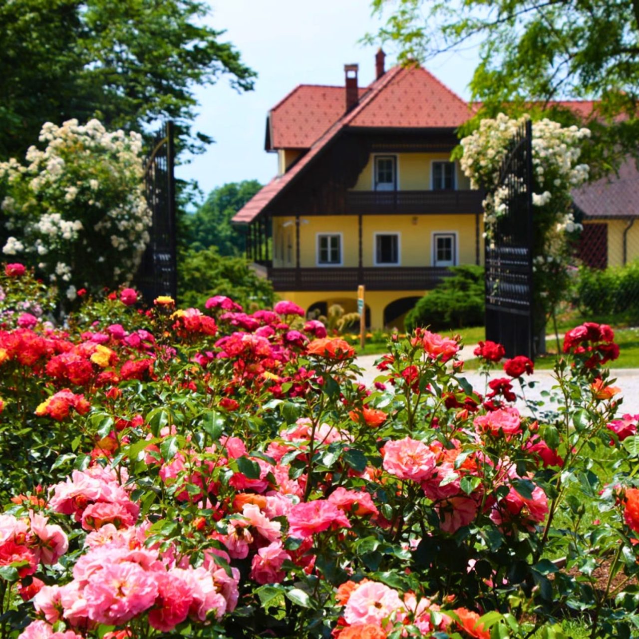 Mirisna oaza i gradska priča: Volčji potok i Kranj