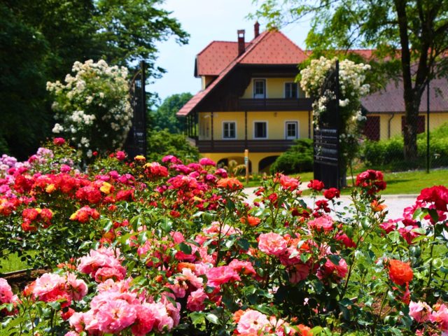 Mirisna oaza i gradska priča: Volčji potok i Kranj