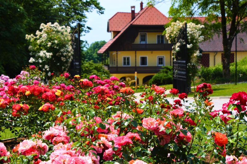 Mirisna oaza i gradska priča: Volčji potok i Kranj